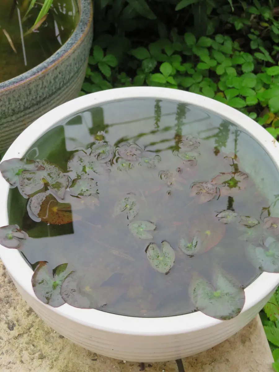 睡蓮鉢｜園芸日記byくうねるあそぶ｜みんなの趣味の園芸｜1092995
