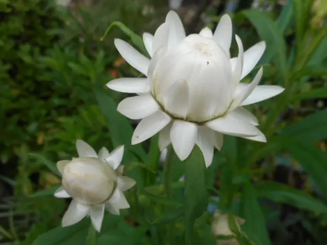 斑入り葉のアルストロメリア(^^♪｜園芸日記by愛は花