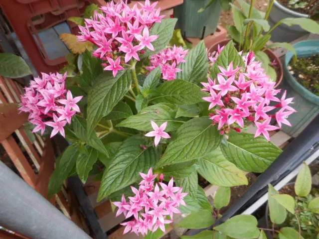 斑入り葉のアルストロメリア(^^♪｜園芸日記by愛は花