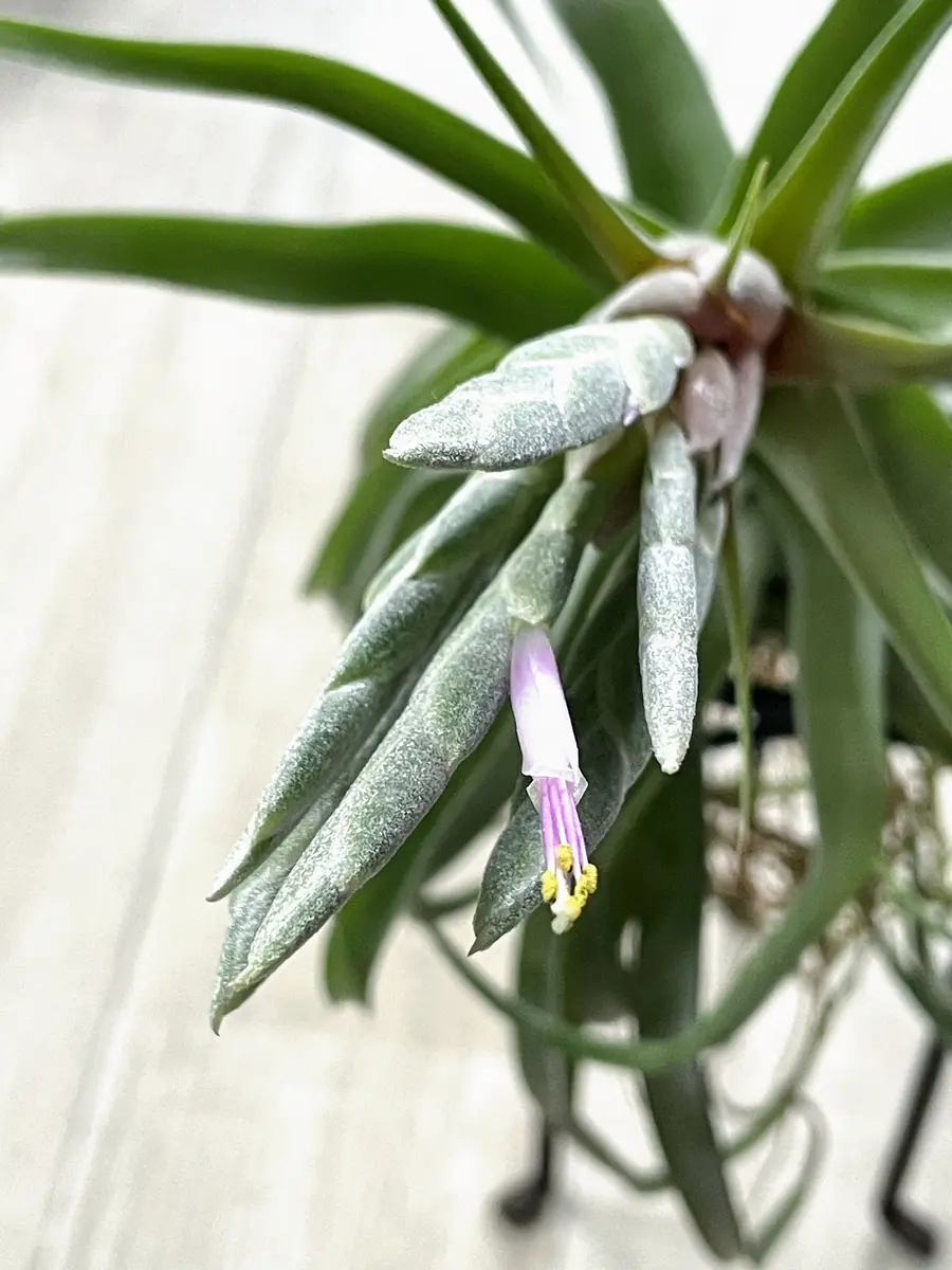 チランジア・ストレプトフィラ｜園芸日記byいも子｜みんなの趣味の園芸