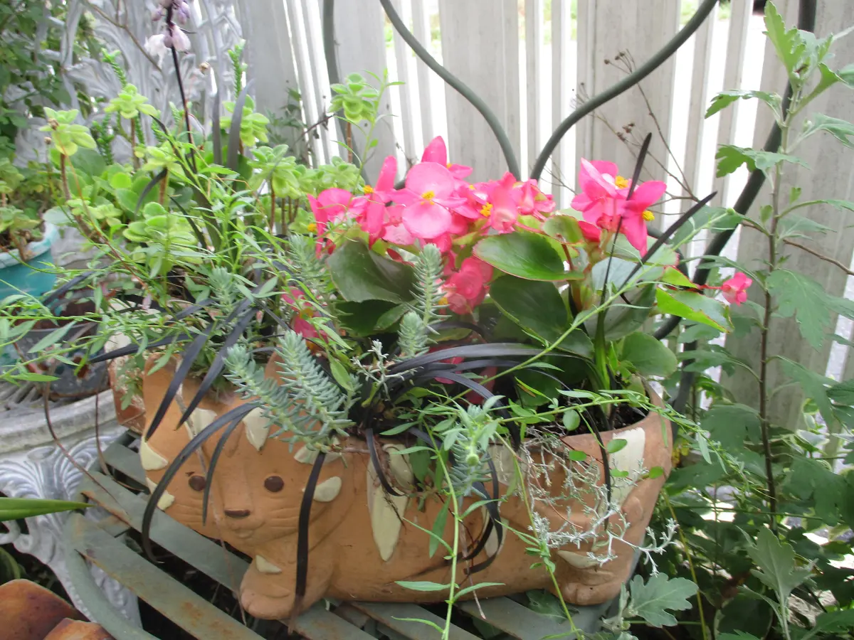 ベゴニアの寄せ植え｜園芸日記byピロちゃん｜みんなの趣味の園芸｜1093377