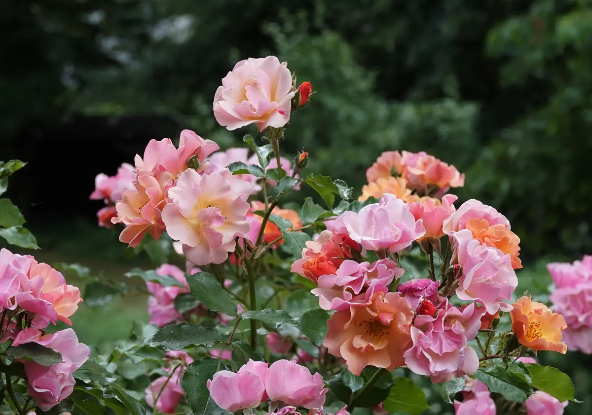 lepanthes thysanota レパンテス 種パルダリウム原種洋蘭 Lepanthes
