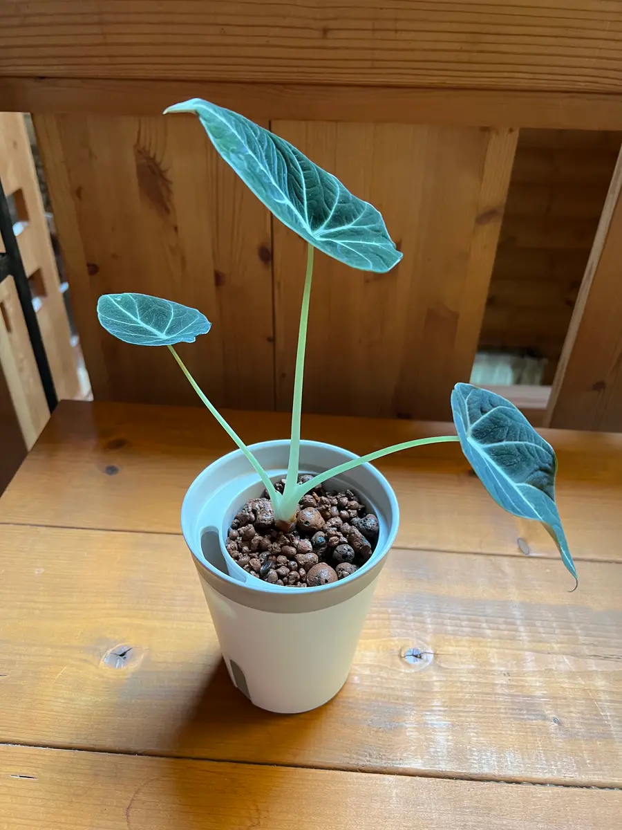 アロカシア植え替えグリーベルベットプラックベルベット|園芸 アロカシア植え替えグリーベルベットプラックベルベット|園芸