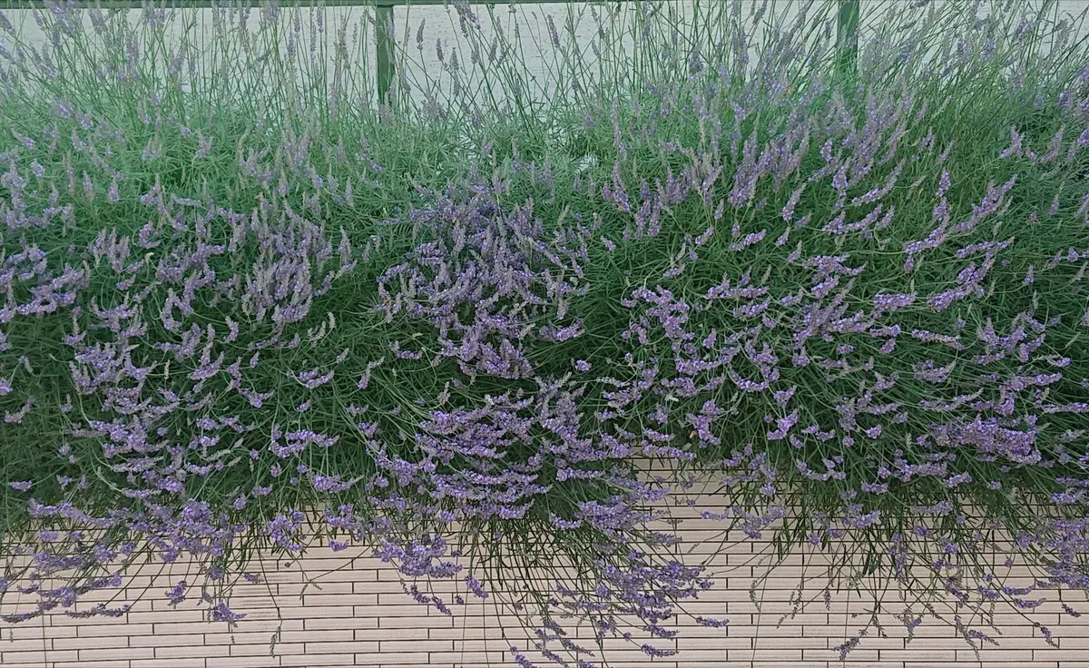 ラベンダーグロッソ　　サクラ様 ラベンダーグロッソ｜園芸日記by葉っぱ会う日｜みんなの趣味の園芸