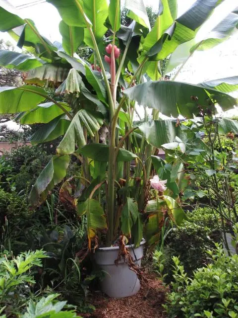 ピンクバナナに6本目の実が…[i:233][i:146]｜園芸日記byまつ虫