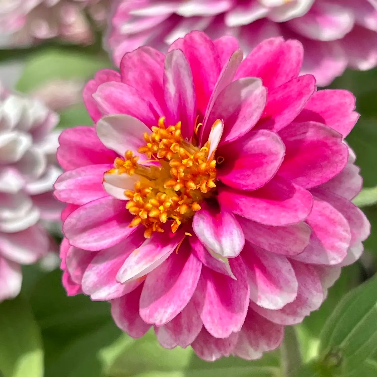 ザハラダブルラズベリーリップル果てしなく🎵｜園芸日記bymasaさん｜みんなの趣味の園芸｜1094407