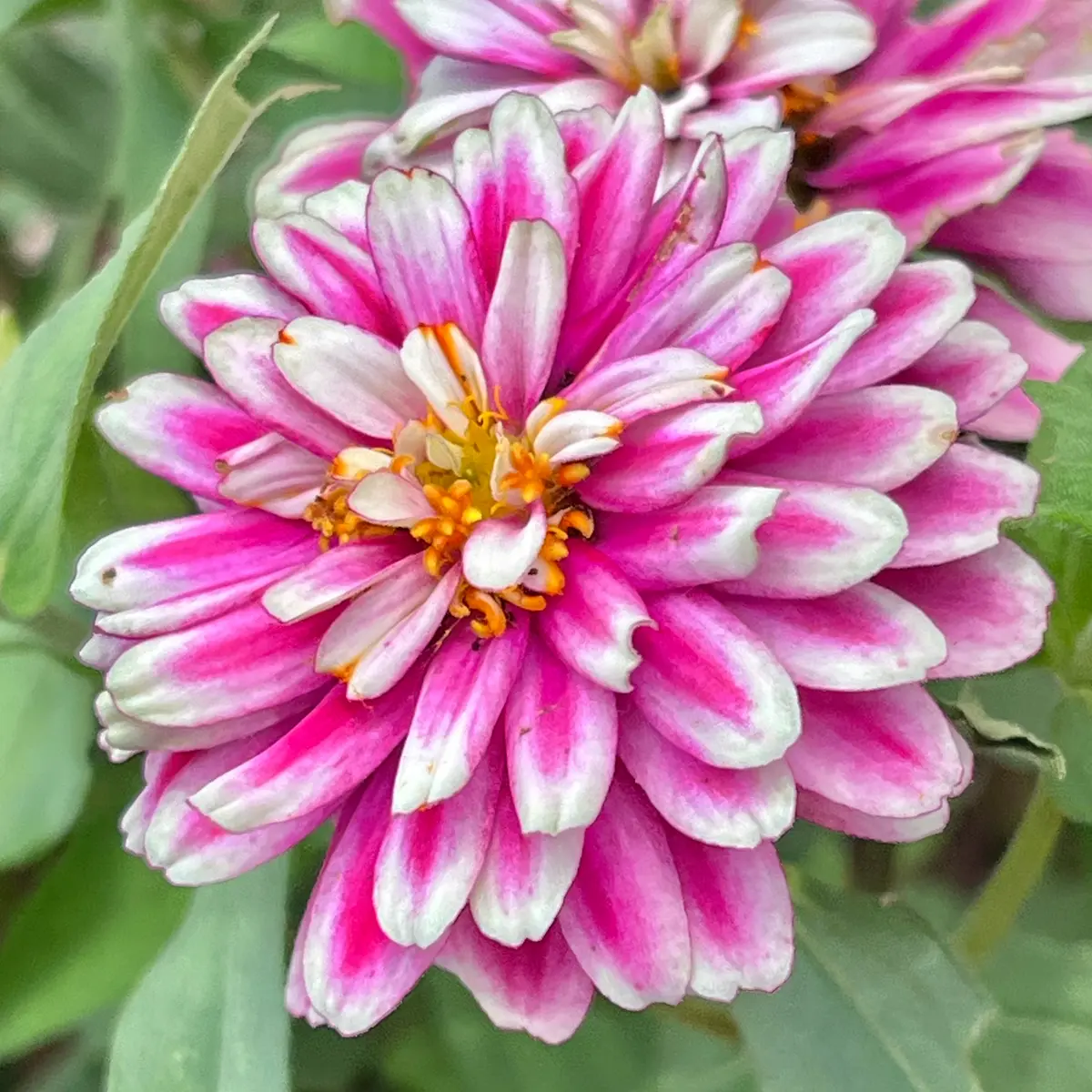 ザハラダブルラズベリーリップル果てしなく🎵｜園芸日記bymasaさん｜みんなの趣味の園芸｜1094407