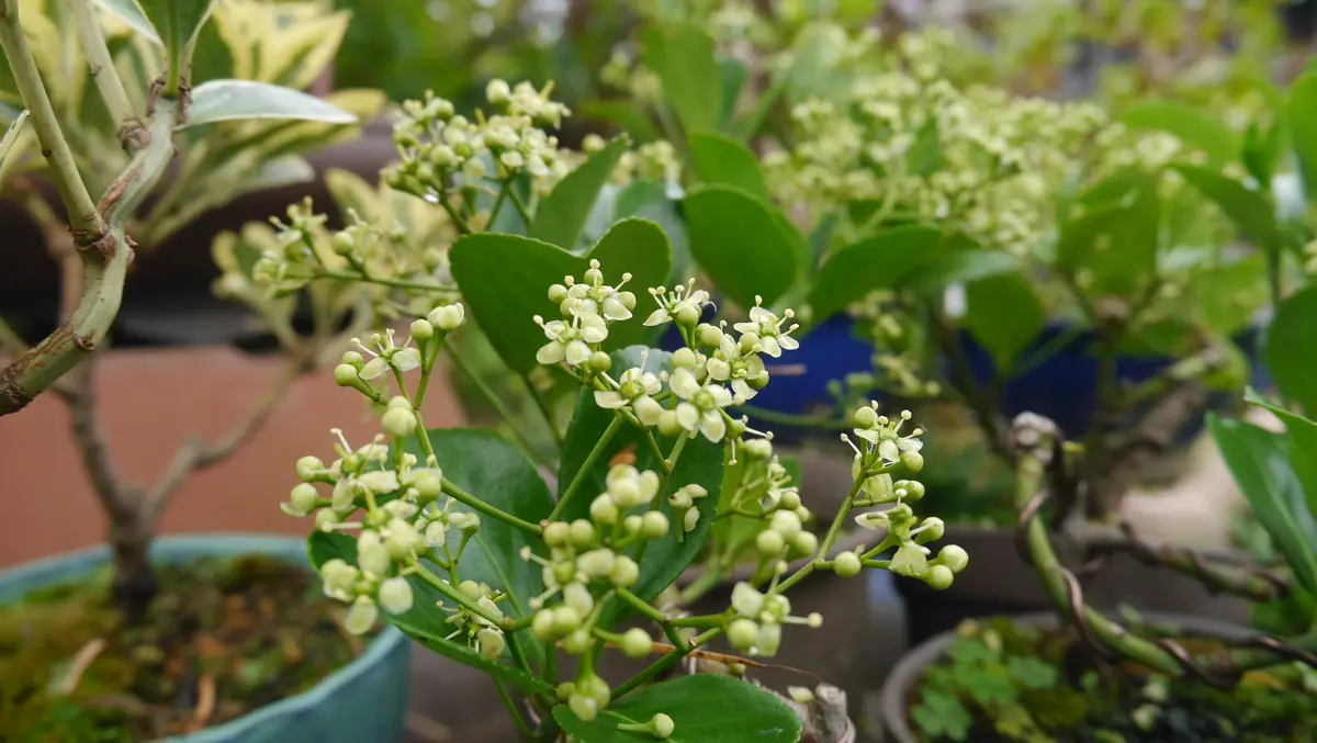 ミニ盆栽柾(マサキ)の花｜園芸日記byshinji70｜みんなの趣味の園芸