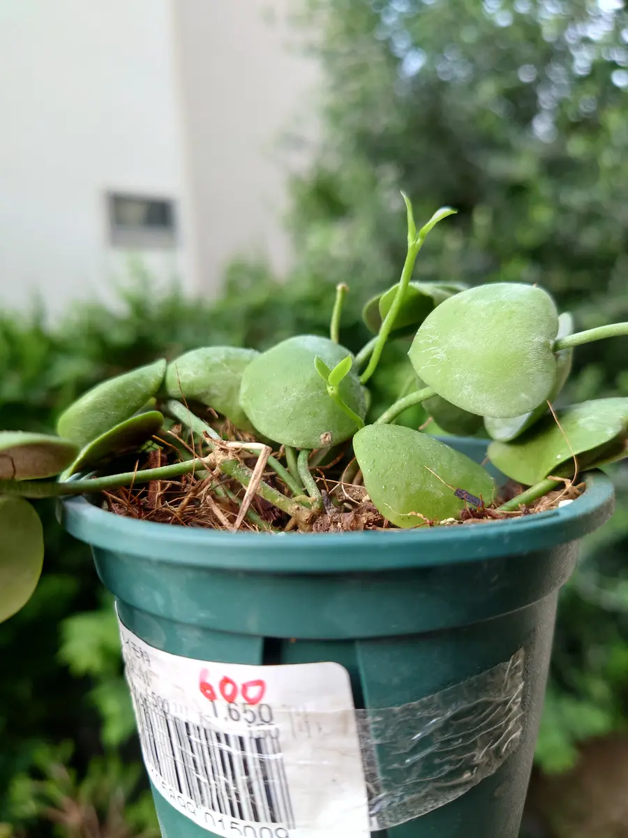 ディスキディア インブリカータ 苗 多肉植物 ディスキディア