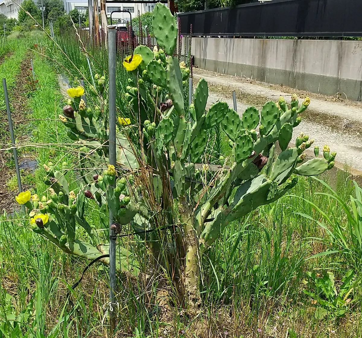 【現金特価】 ウチワサボテンの花｜園芸日記byタニマノユリコ｜みんなの趣味の サボテン