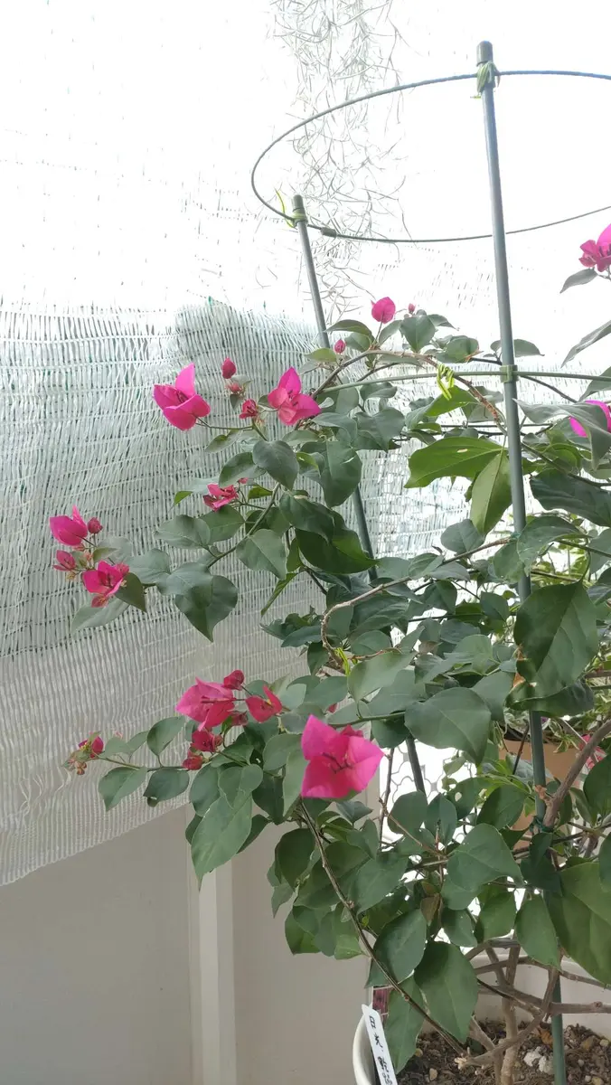 ブーゲンビリア冬越し2022-2023⑤｜園芸日記by遅咲｜みんなの趣味の