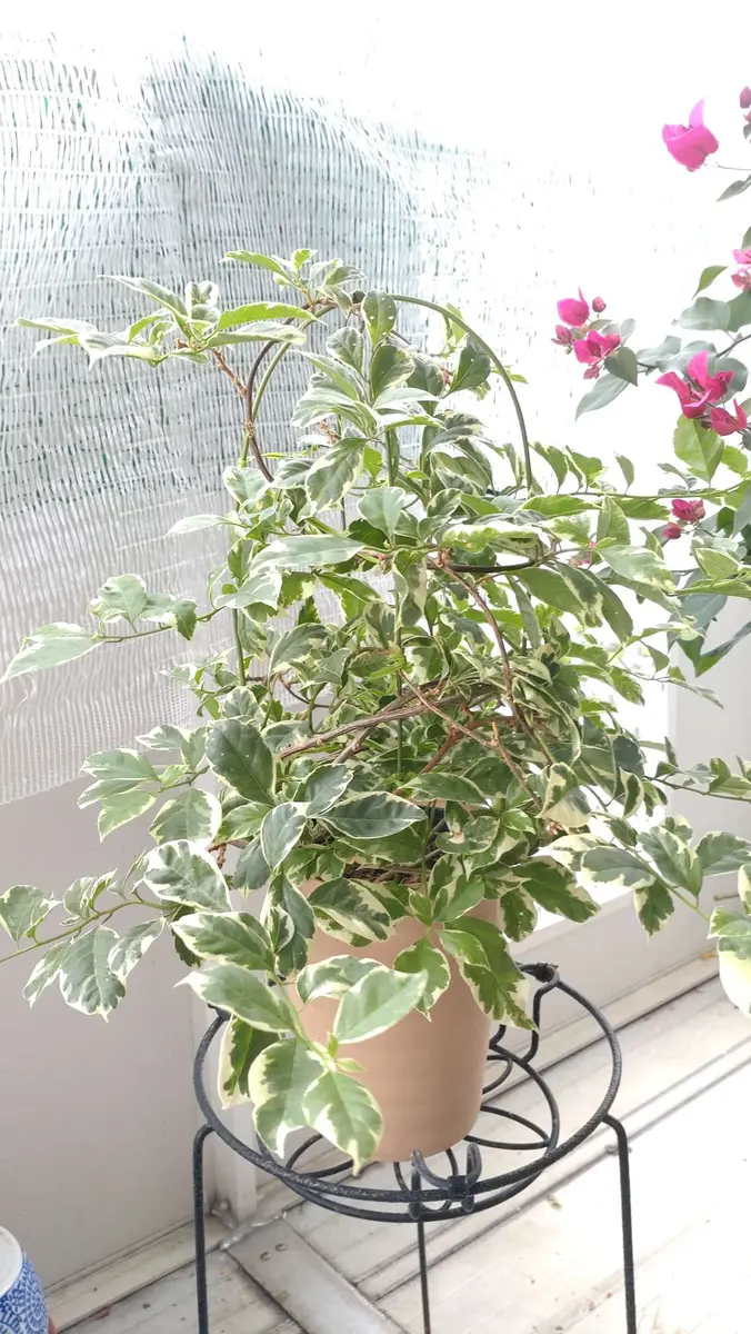 超古木　ブーゲンビリア　ブーゲンビレア　越冬株 超古木 ブーゲンビリア ブーゲンビレア 越冬株 超古木 ブーゲンビリア