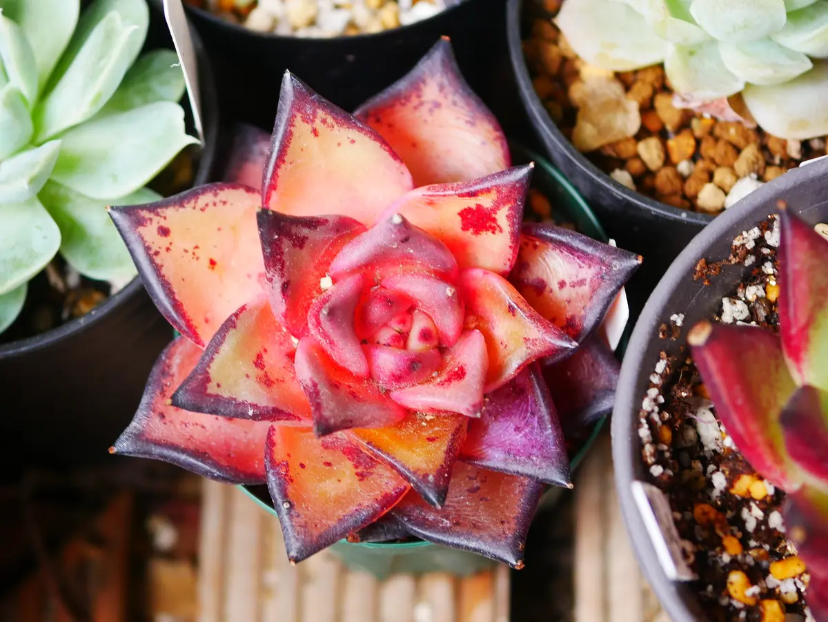 ペニーレッドエンタイヤ8枚で ペニーレッドエンタイヤ8枚で 1974 No Mint Mark Red Penny | eBay