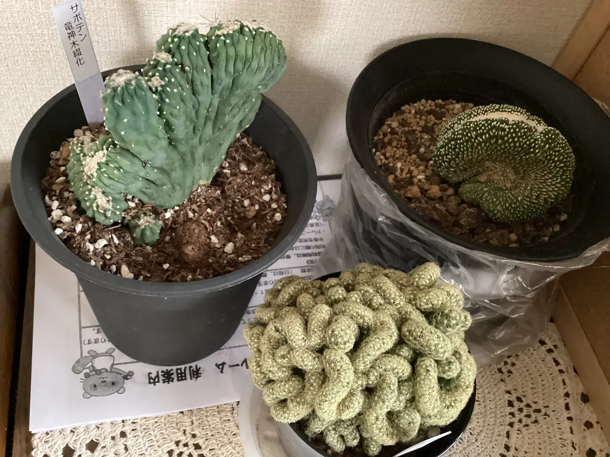 今、綴化サボテン🌵がアツい！｜園芸日記byいぶたん｜みんなの