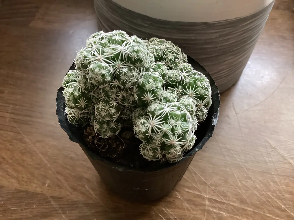 今、綴化サボテン🌵がアツい！｜園芸日記byいぶたん｜みんなの趣味の