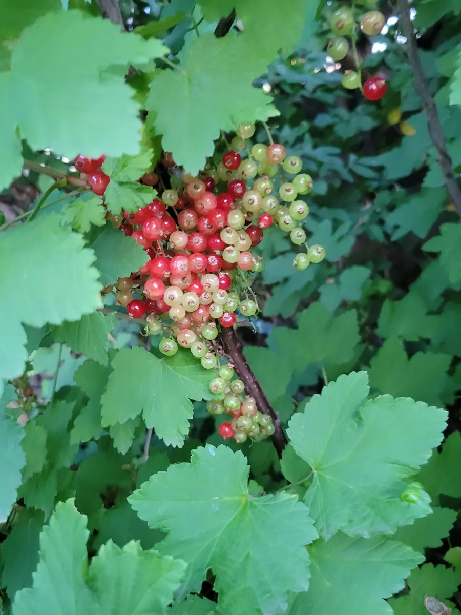 巨大タンポポ｜園芸日記byひなぼー｜みんなの趣味の園芸｜1096475