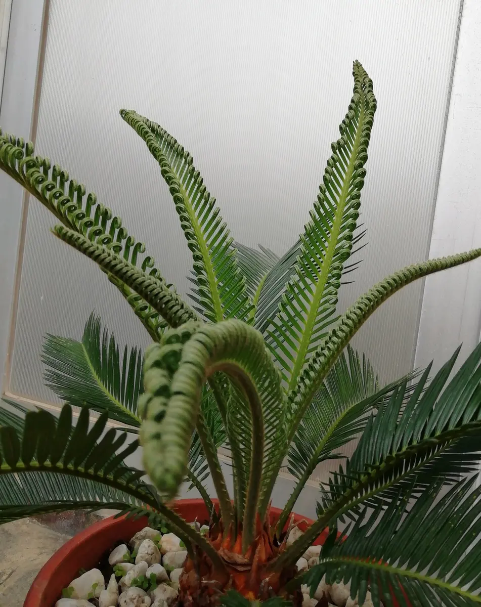 蘇鉄 ソテツ 花 葉 剪定 育て方｜山西緑地:庭木植木販売