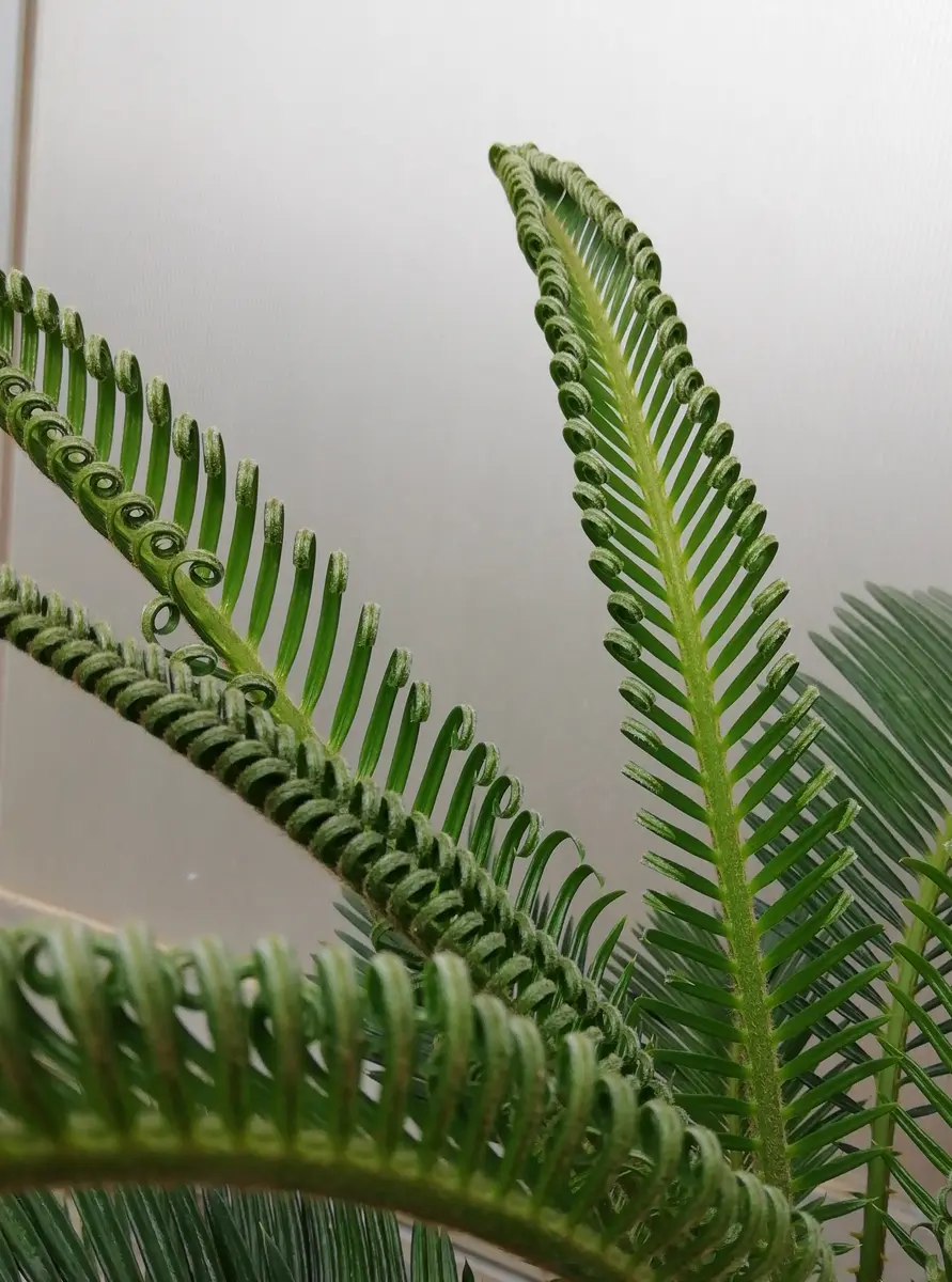 ソテツ 3号 蘇鉄 観葉植物 | Pay ID