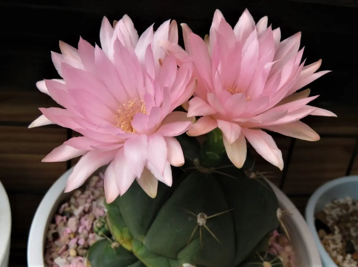 🌵聖王丸と🌵翠晃冠の花｜園芸日記byロッキー｜みんなの趣味の園芸