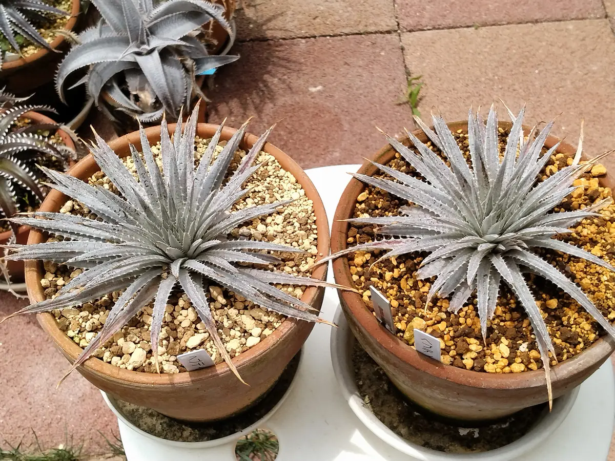 植え替え後のディッキア｜園芸日記by鹿せんべい｜みんなの趣味の園芸