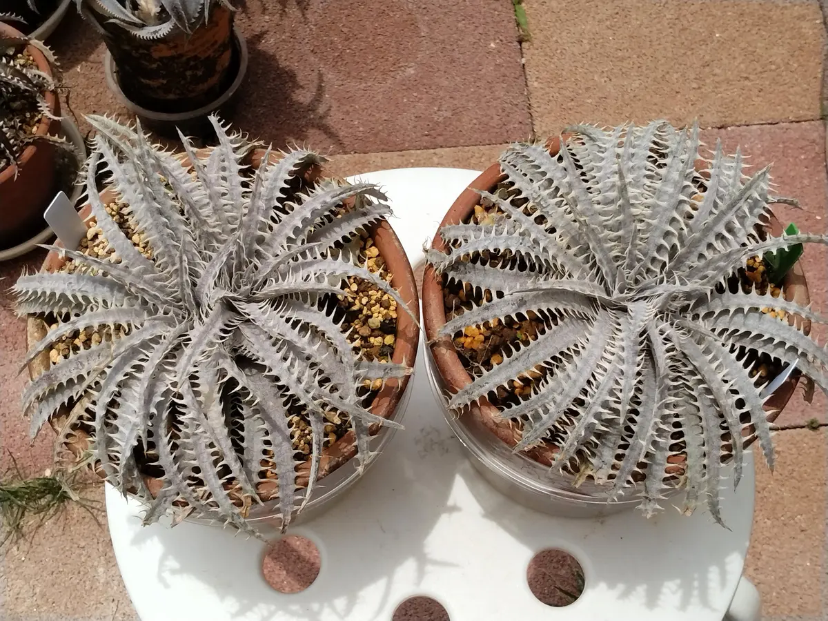 植え替え後のディッキア｜園芸日記by鹿せんべい｜みんなの趣味の園芸