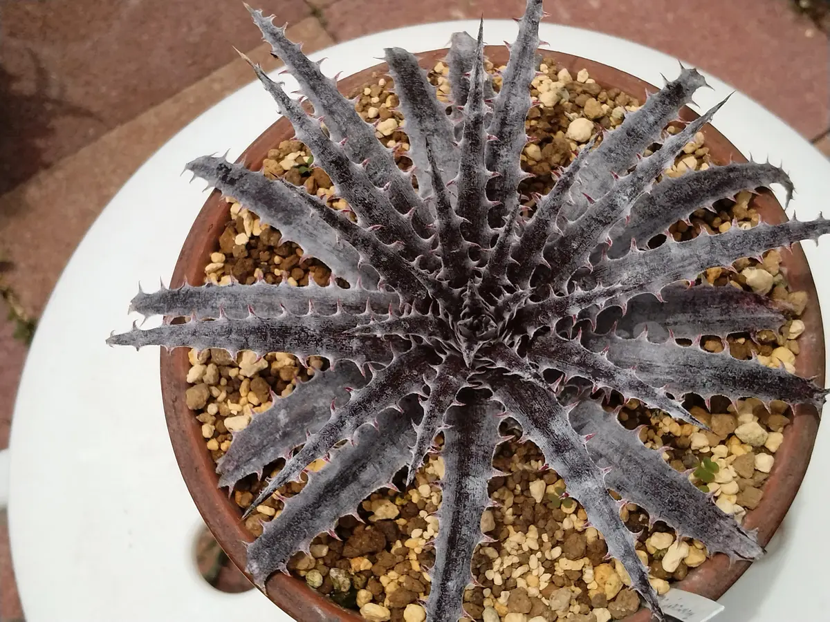 植え替え後のディッキア｜園芸日記by鹿せんべい｜みんなの趣味の園芸