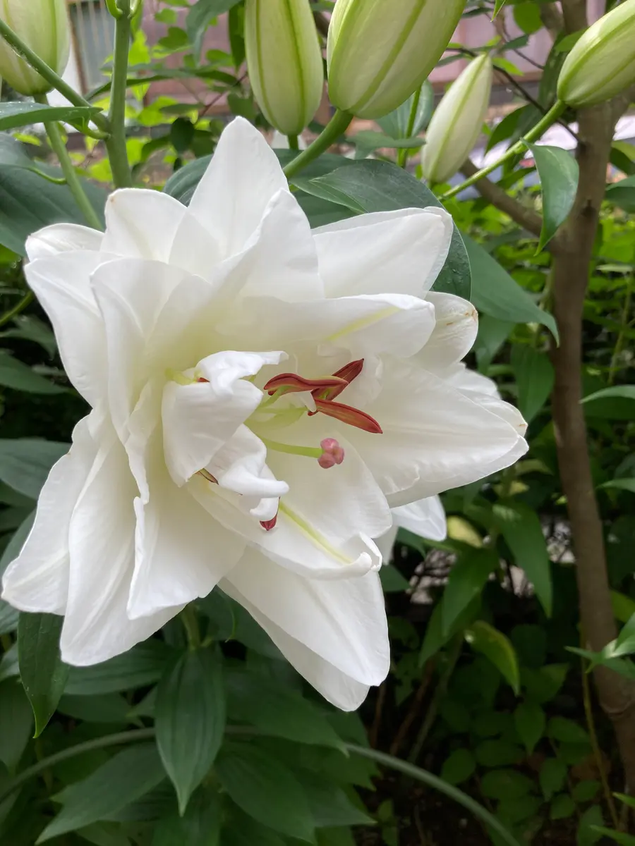 百合 シャルドネ｜園芸日記by弥生5月｜みんなの趣味の園芸｜1096997 