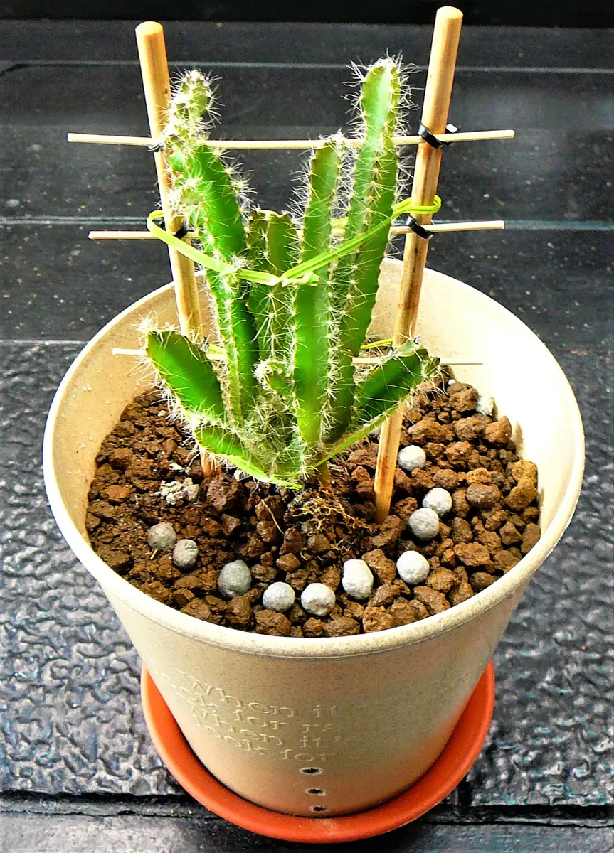 ぷんぷん丸さん専用ドラゴンフルーツ苗 ぷんぷん丸さん専用ドラゴンフルーツ苗