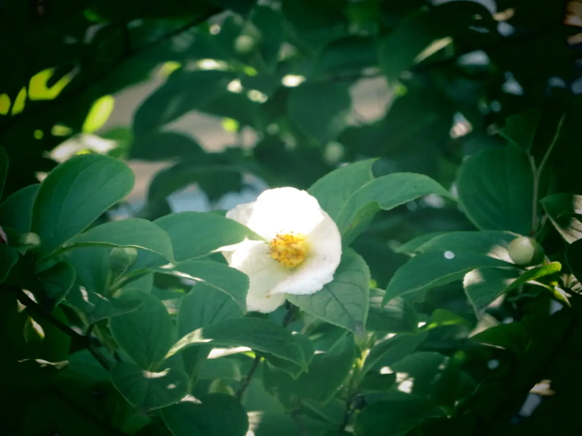 繊細な白い花｜園芸日記byことだま｜みんなの趣味の園芸｜1097248