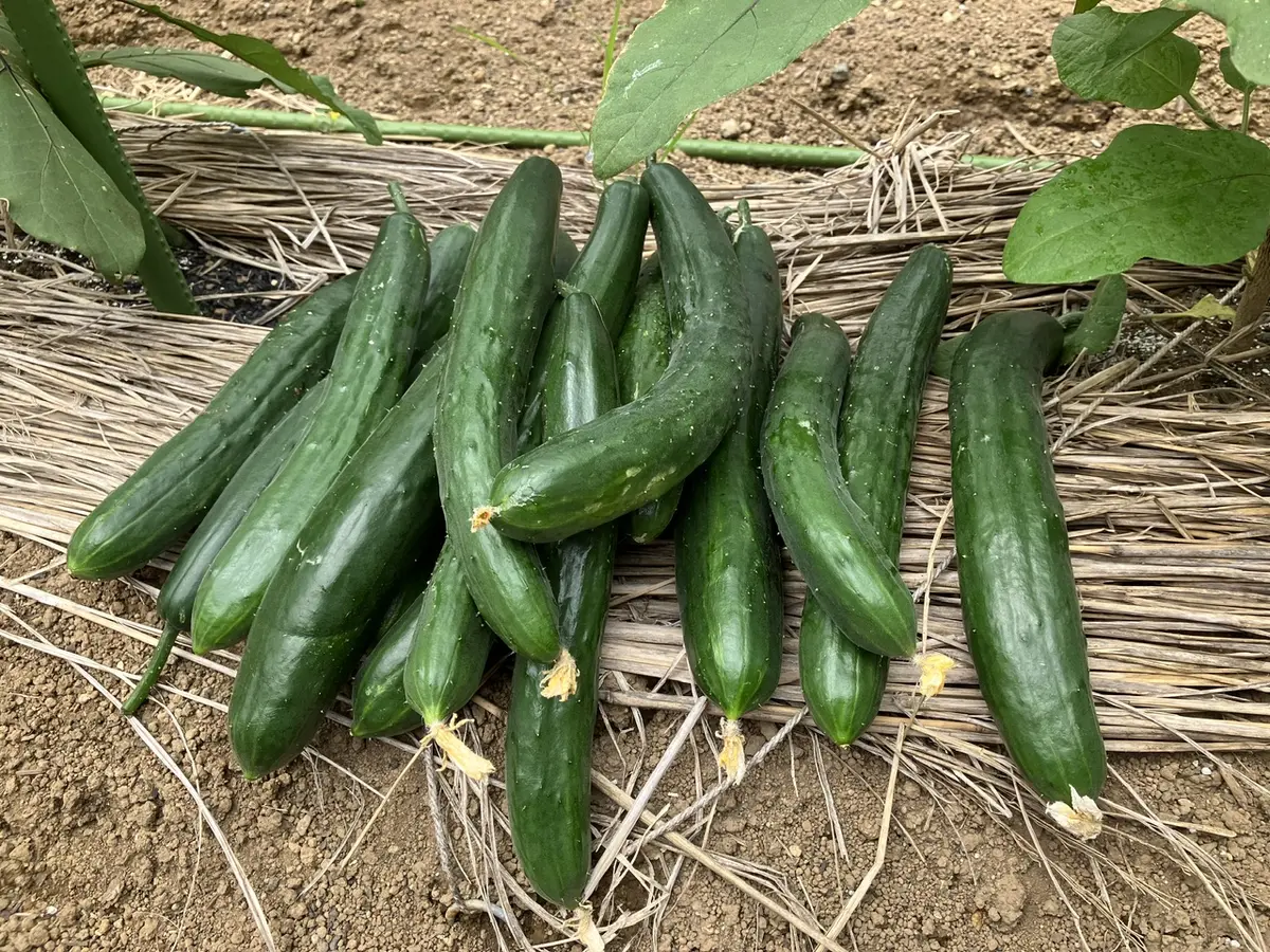 【新作入荷!!】  収穫を楽しめるようになりました🍅｜園芸日記byまるしっぽ 野菜