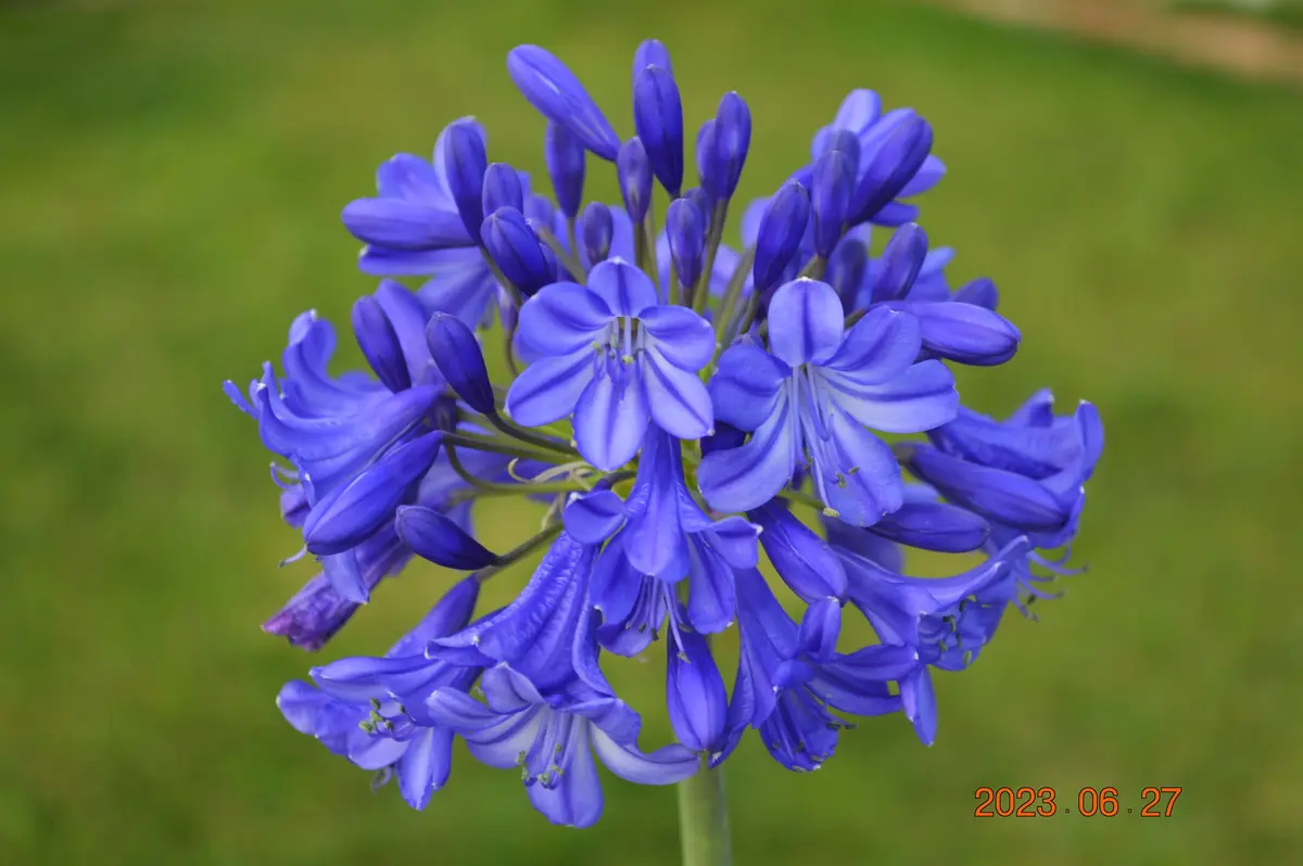 アガパンサスの花｜園芸日記by鹿せんべい｜みんなの趣味の園芸