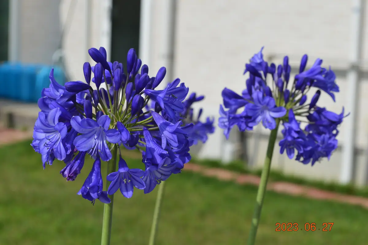 アガパンサスの花｜園芸日記by鹿せんべい｜みんなの趣味の園芸