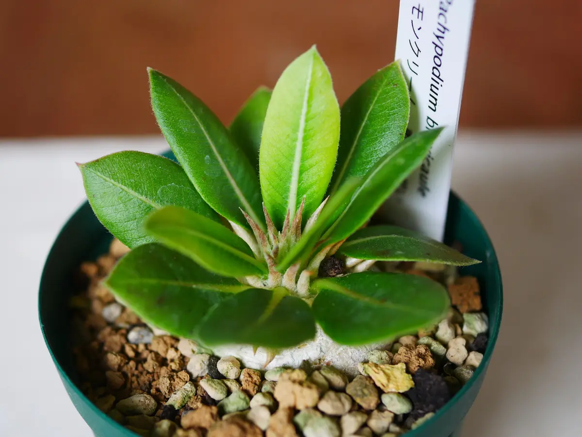 恵比寿笑い　手乗り　まん丸　良型　選抜株 恵比寿笑い｜園芸日記byうめ｜みんなの趣味の園芸｜1097606