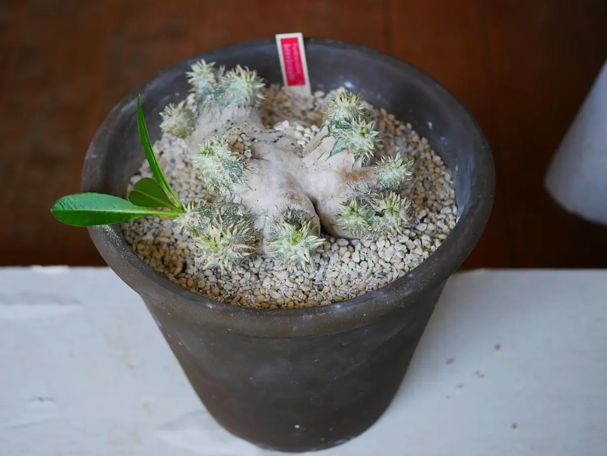 恵比寿笑い　手乗り　まん丸　良型　選抜株 恵比寿笑い｜園芸日記byうめ｜みんなの趣味の園芸｜1097606