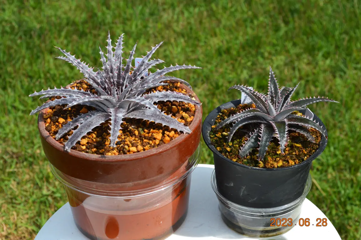 ディッキア Dyckia 'Morning Star' ⑴ ディッキア Dyckia 'Morning Star' ⑴ 【公式通販】