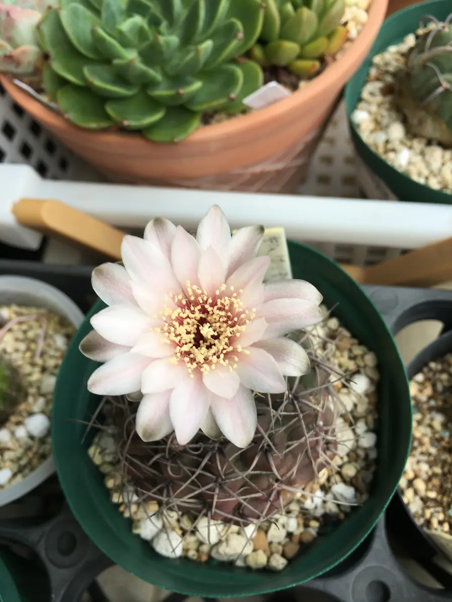 サボテンの花。。。｜園芸日記bydenndoro-k｜みんなの趣味の園芸｜1097973