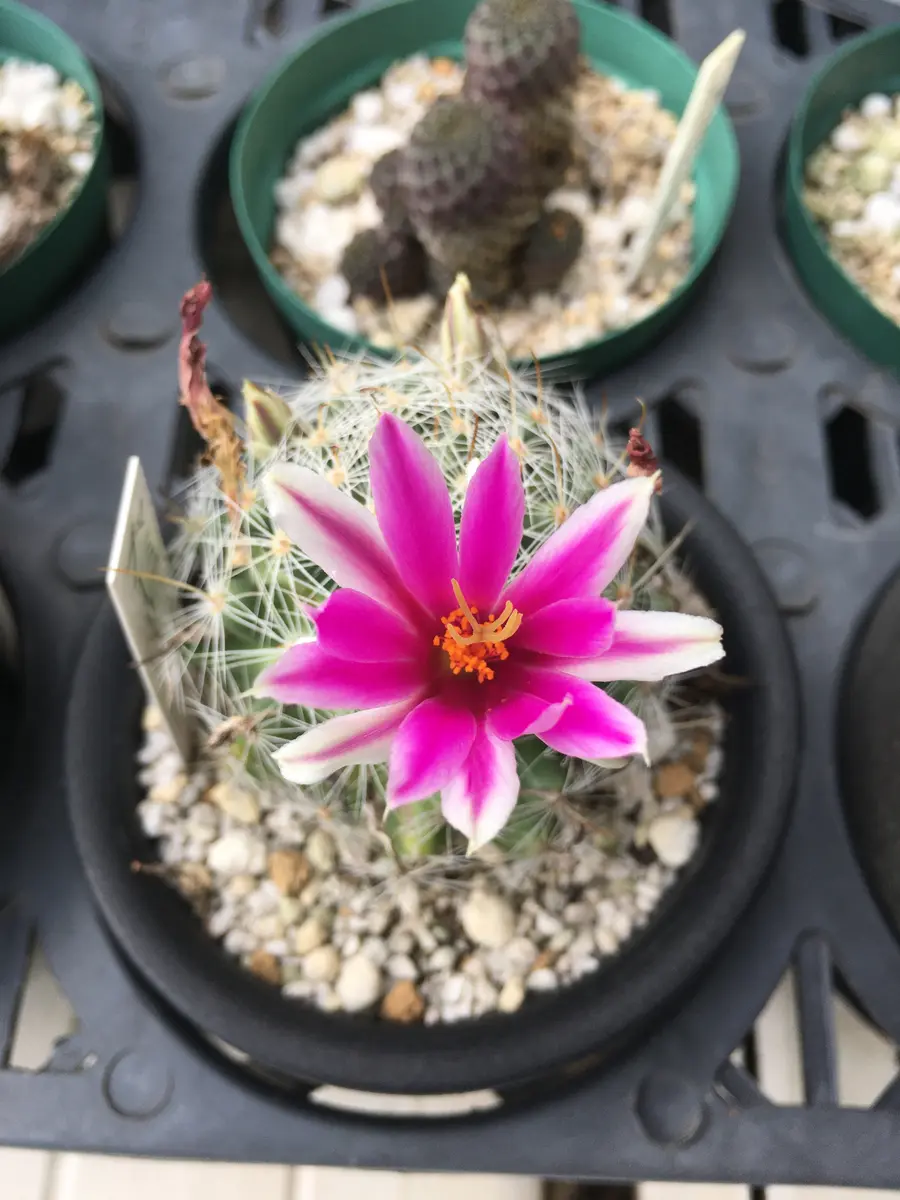 サボテンの花。。。｜園芸日記bydenndoro-k｜みんなの趣味の園芸