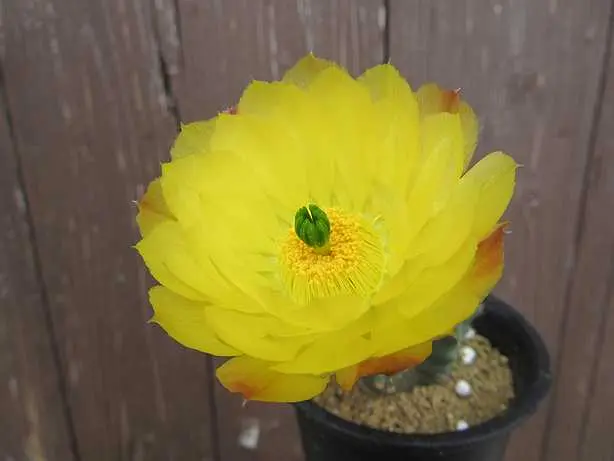 黄色い花のサボテン｜園芸日記byジェナス｜みんなの趣味の園芸｜1098286