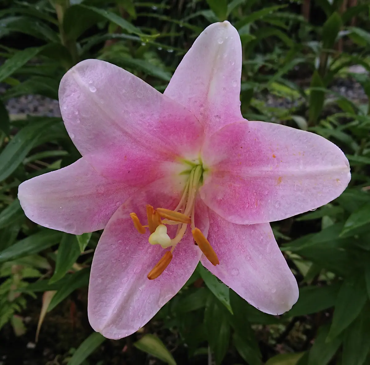 テッポウユリカリが咲きました?｜園芸日記byゆづ｜みんなの趣味の園芸 