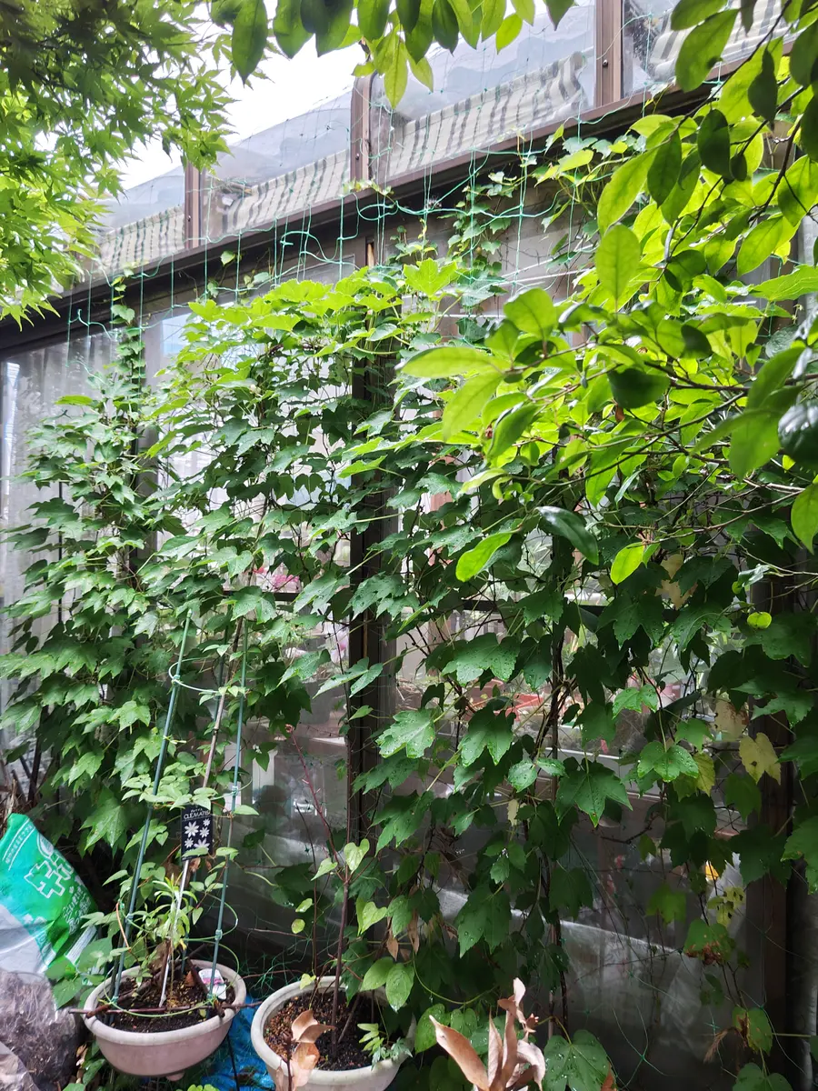 植木鉢 お家で隠れんぼカエル 多肉植物の鉢 ミニ鉢 （LYW3469