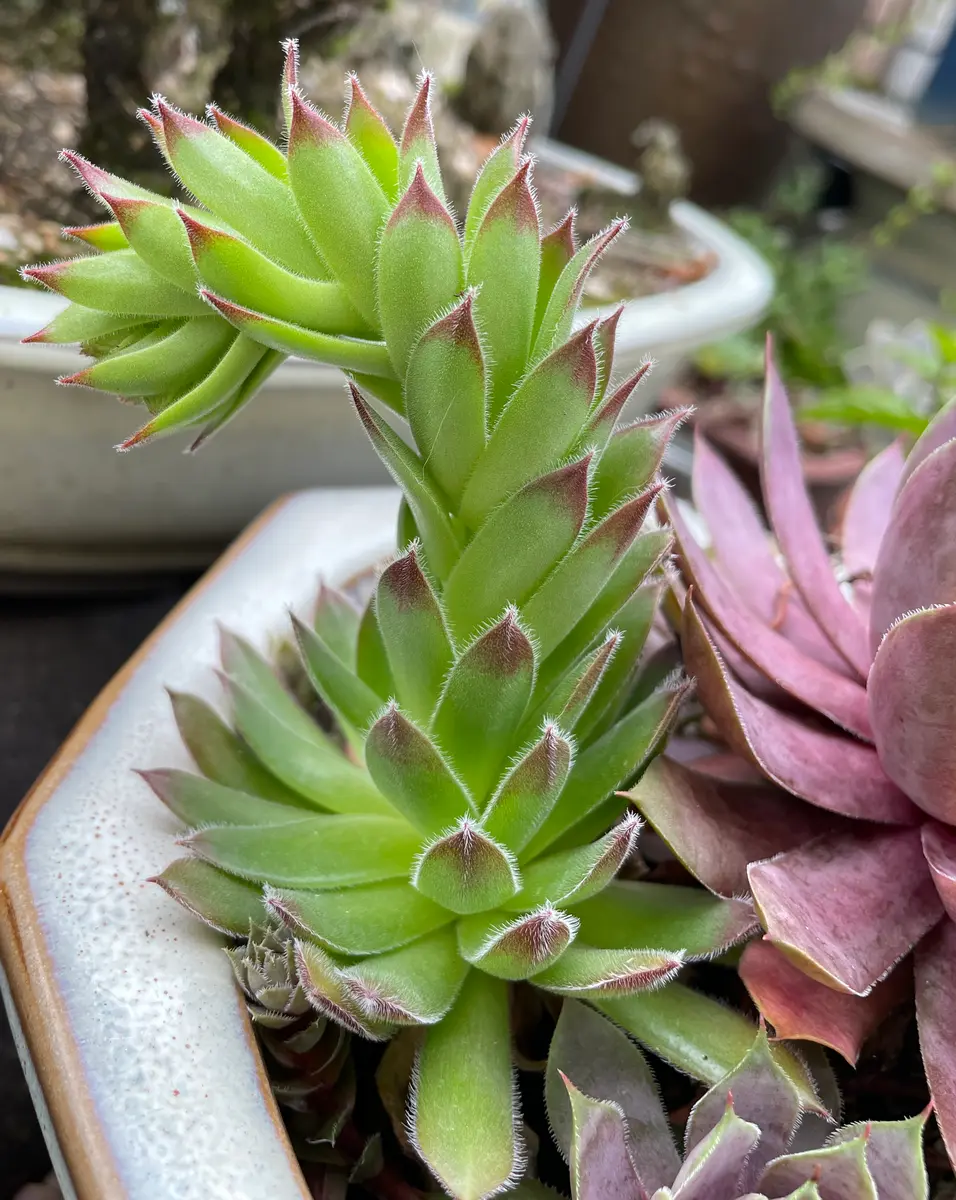 センペルビウムの開花が始まりました｜園芸日記byP'sガーデン