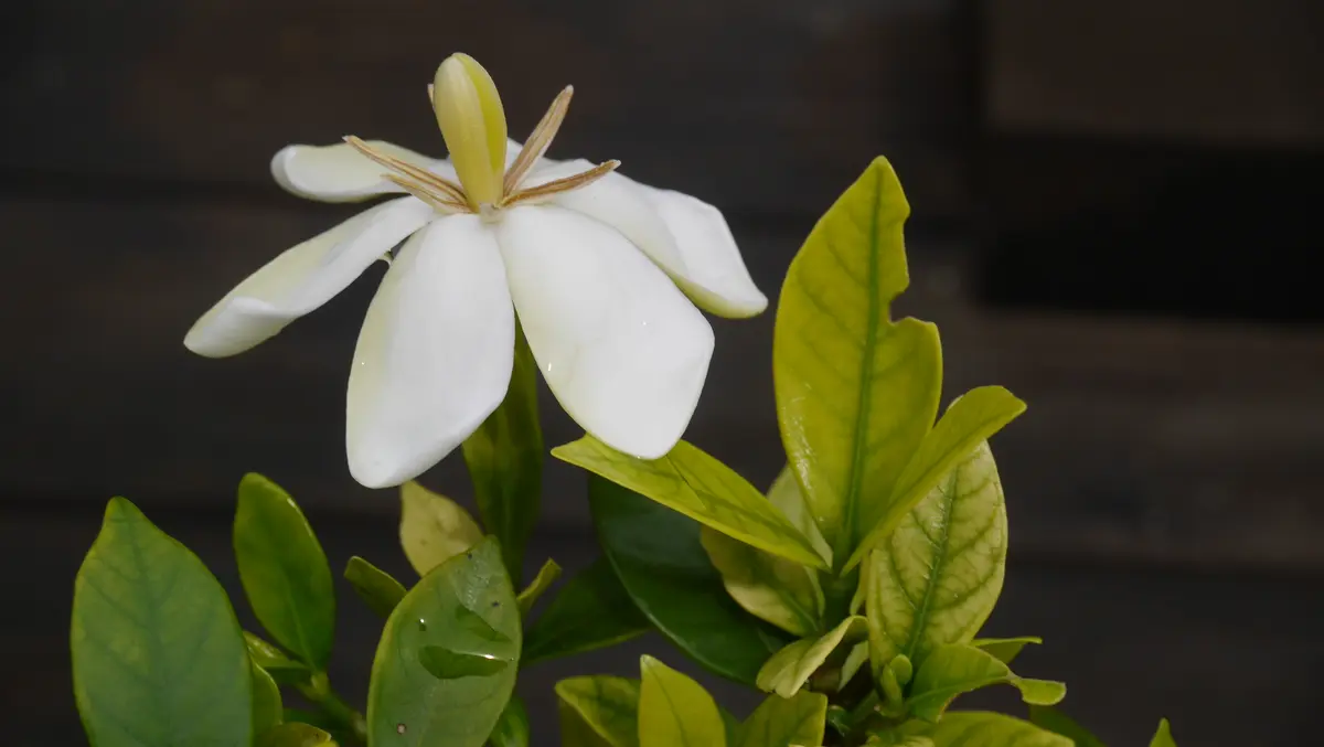 クチナシの花二鉢目｜園芸日記byshinji70｜みんなの趣味の園芸｜1098644