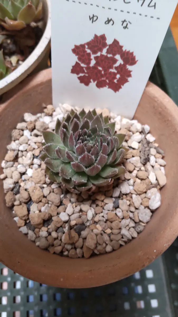【お得】 センペルビウム見直ししました｜園芸日記byアザラシ大好き その他多肉植物