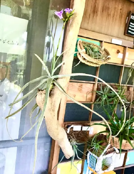 遂にキター！ストレプトカルパ開花👍｜園芸日記byK.かずお｜みんなの