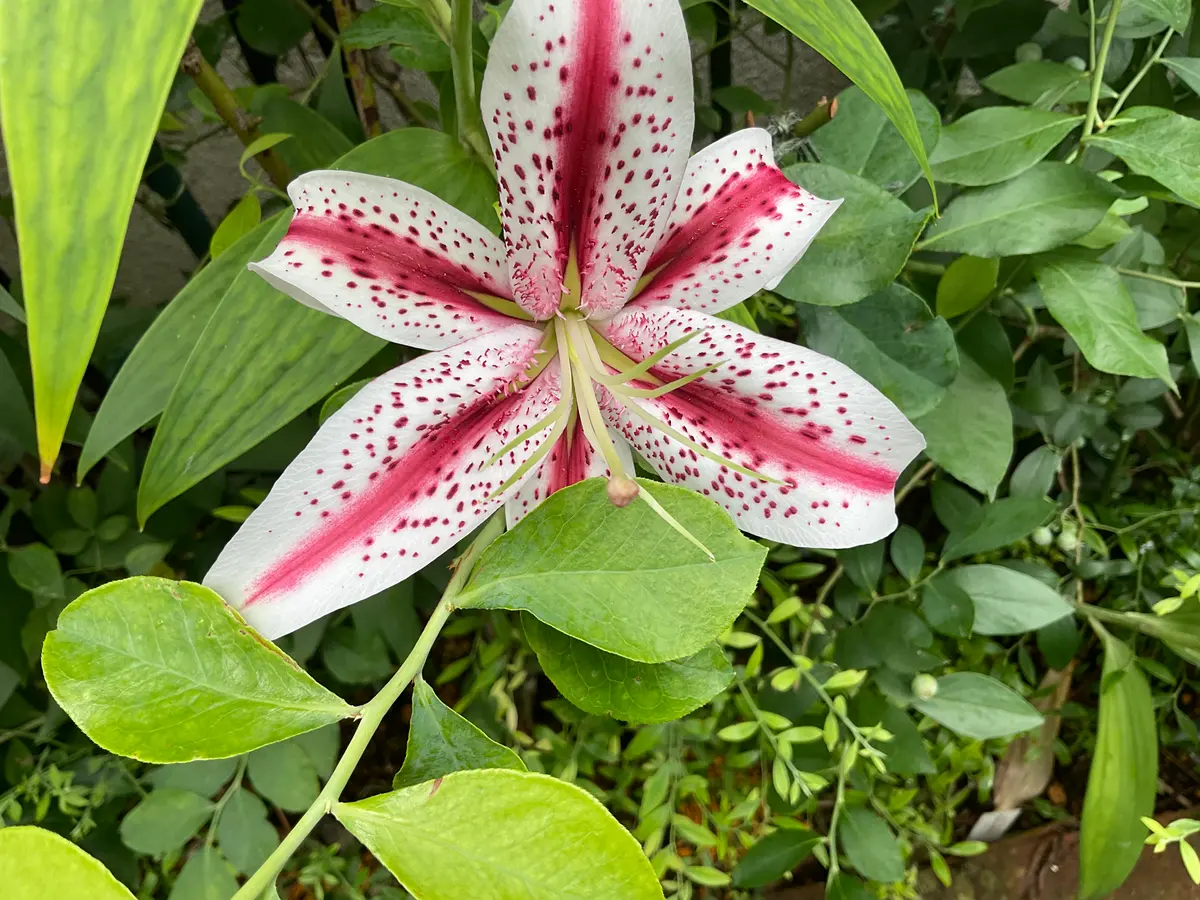 ユリ:赤と白の組み合わせ｜園芸日記by空色の家｜みんなの趣味の園芸