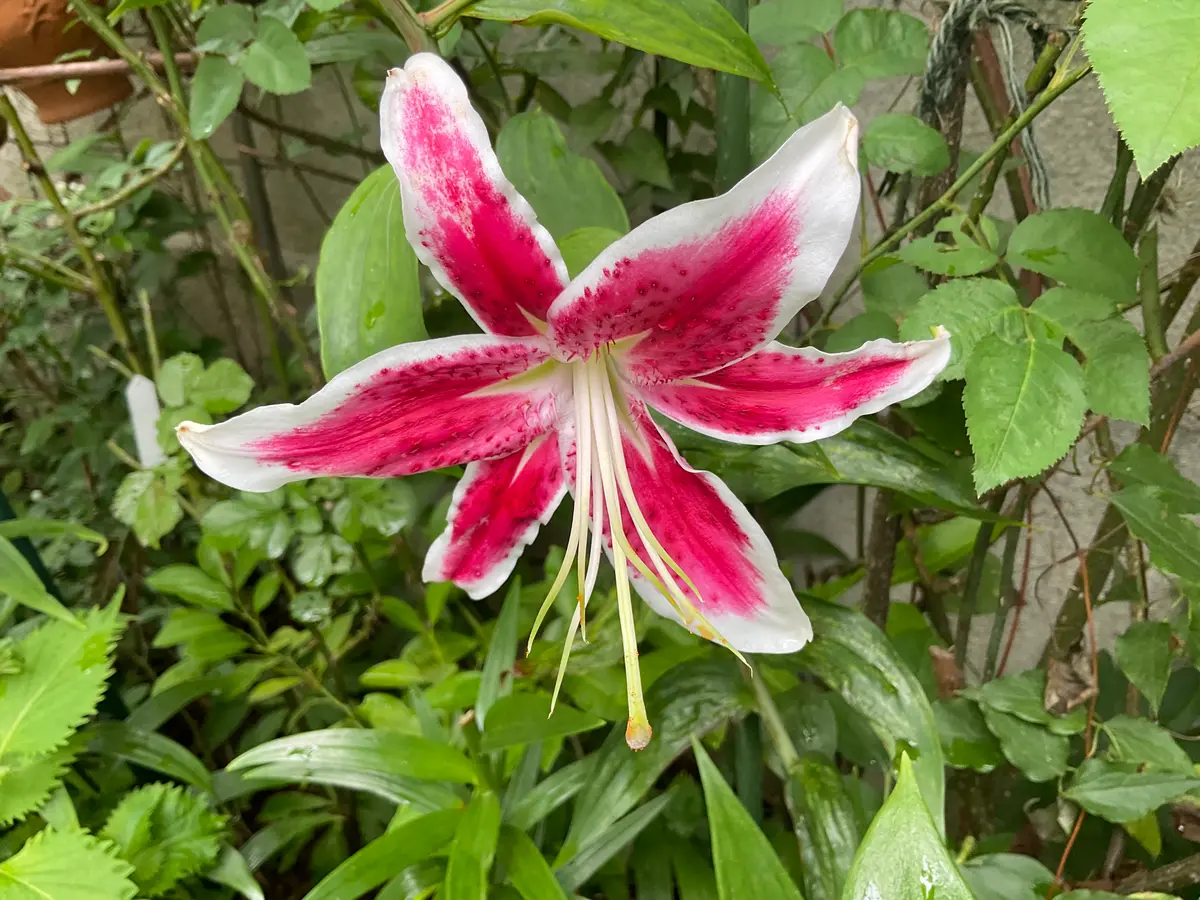 ユリ:赤と白の組み合わせ｜園芸日記by空色の家｜みんなの趣味の園芸