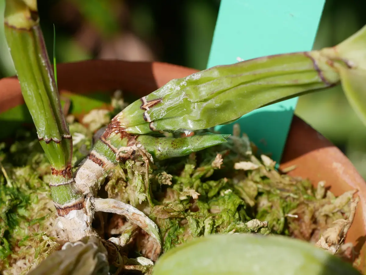 ワルケリアナ、フラメア'トクツ' ようやく新芽が出だしました｜園芸