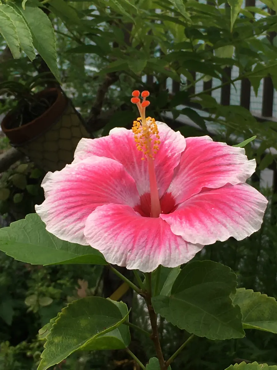 ストロベリーアイス🌺｜園芸日記bymilmil｜みんなの趣味の園芸