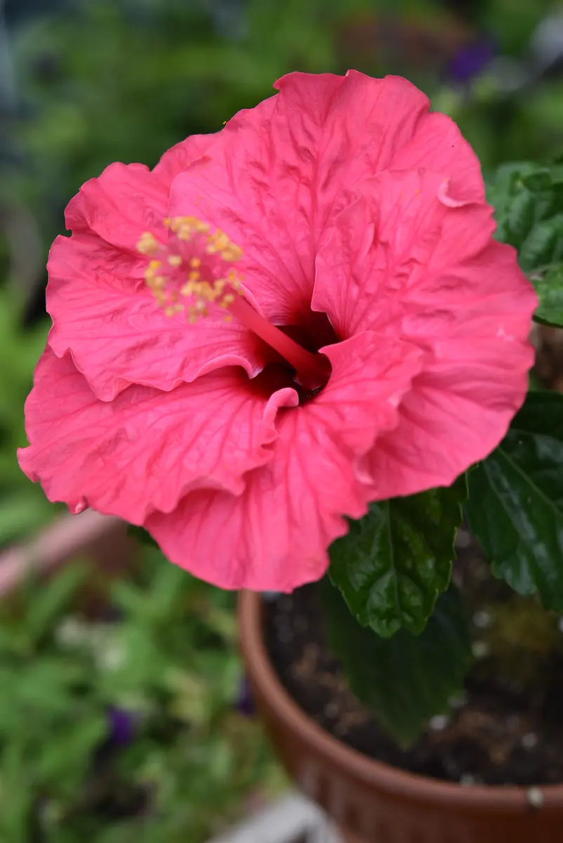 ハイビスカス②が咲きました 毛虫がいました｜園芸日記by赤い