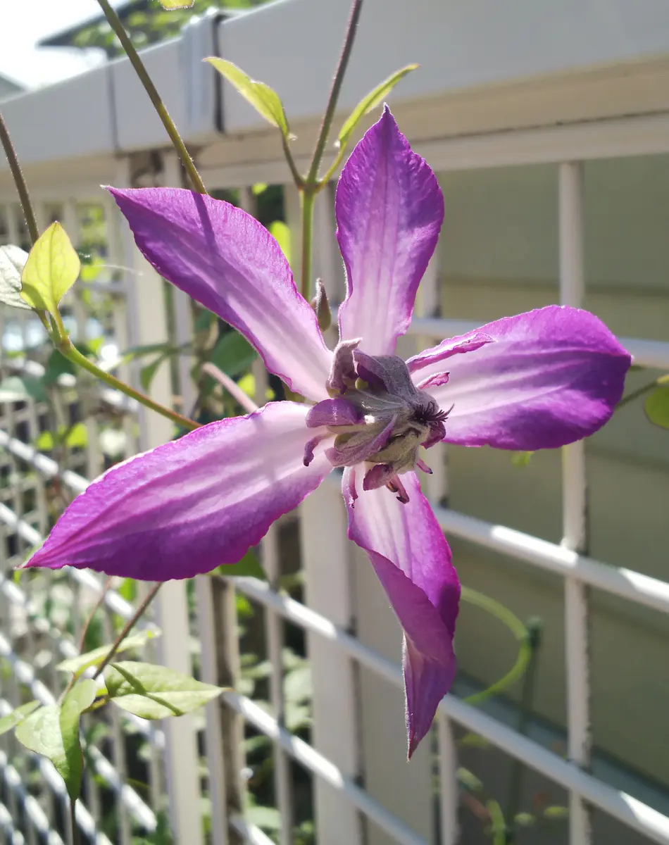 クレマチスアストラノヴァとアフロディーテナナミール｜園芸日記by花花